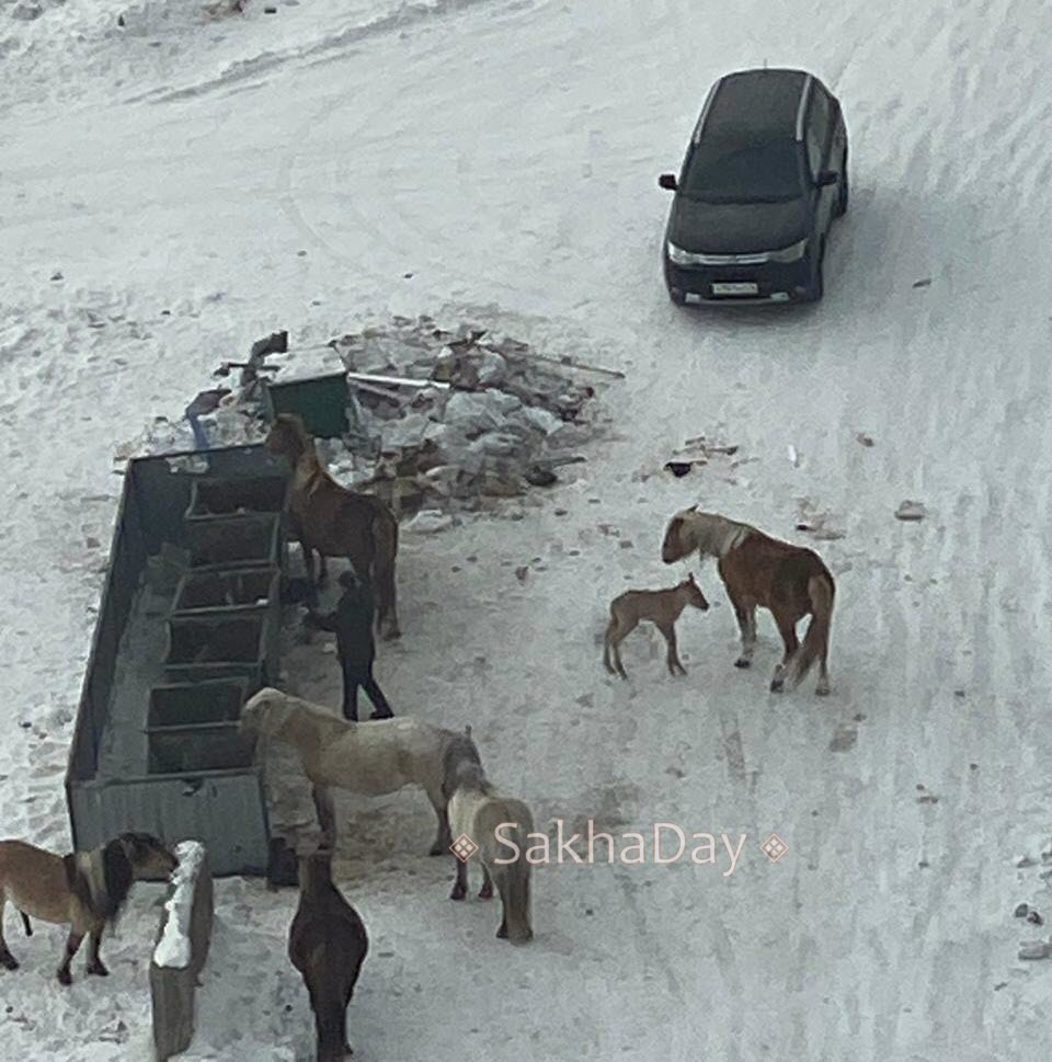 Фотофакт: Новорожденный жеребенок у мусорных баков в Якутске