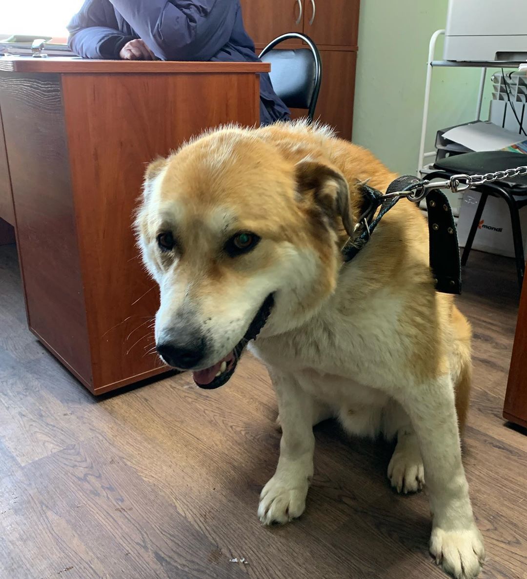 Зоозащитники  о выводе собаки из карантинной зоны в Якутске