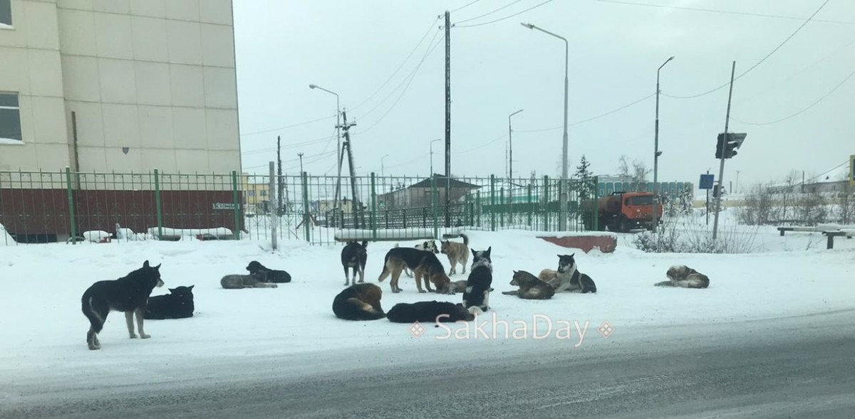 «Власти своим раздраем дали сигнал зоозащитникам», - Сергей Витте