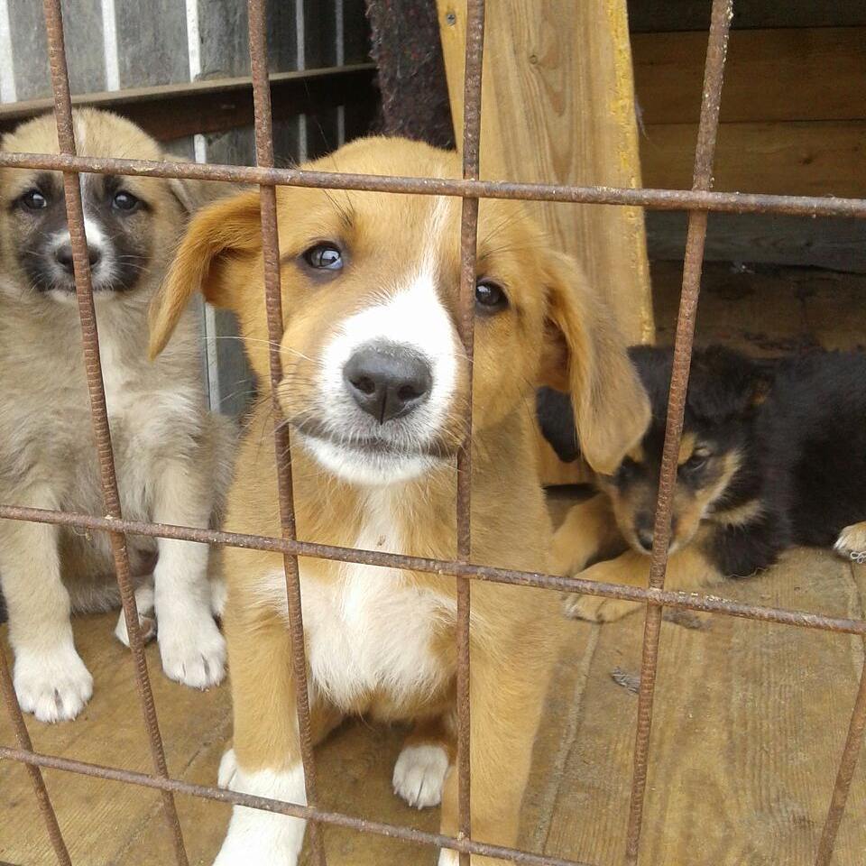 Айсен Николаев запретил усыплять оставшихся собак в пункте  передержки  Якутска