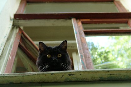 Психолог дала советы перешедшим на удаленку россиянам