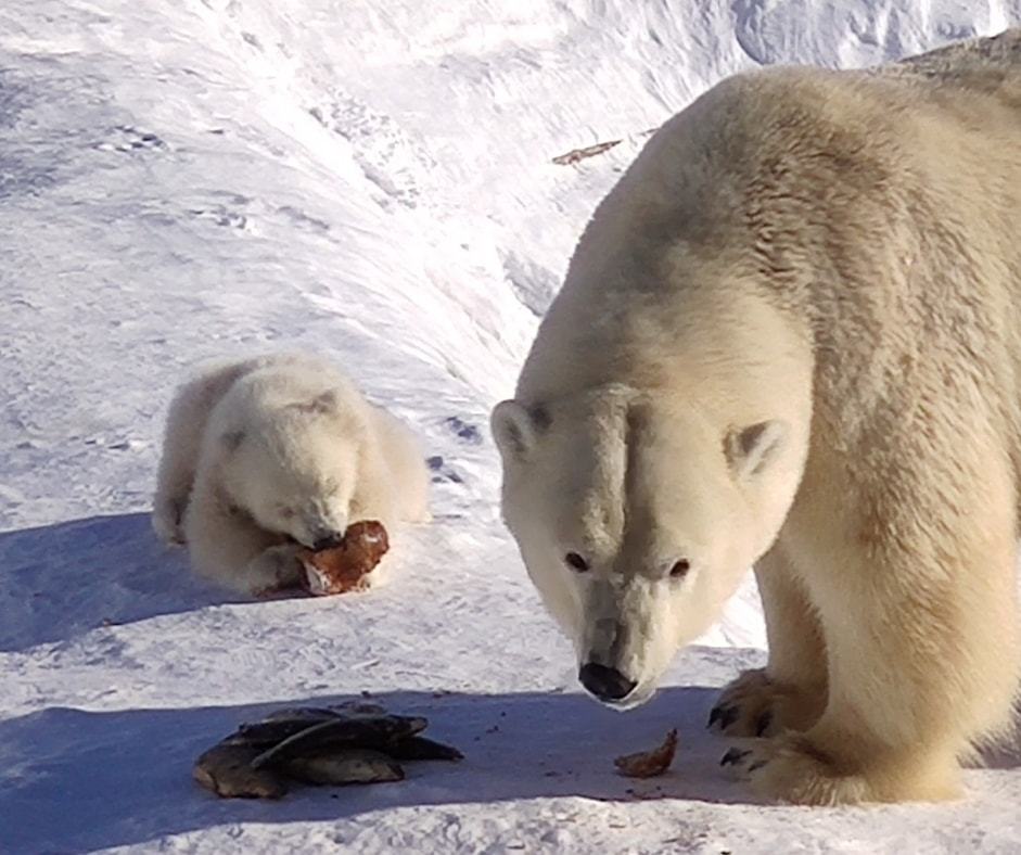 Видеофакт: Медвежонок Колыманы впервые вышел  из берлоги