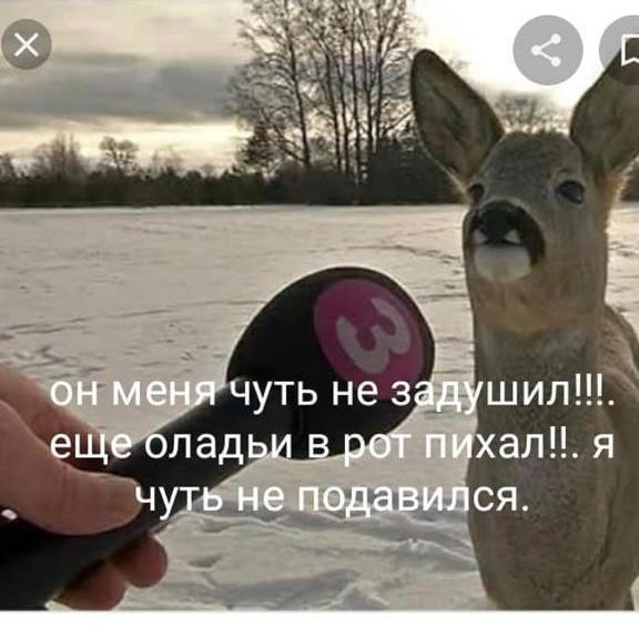 Косуля, которую насильно угощали оладушками, стала звездой соцсетей