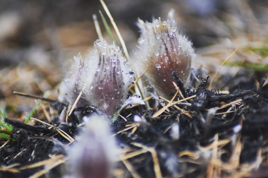 В Якутии появились первые подснежники