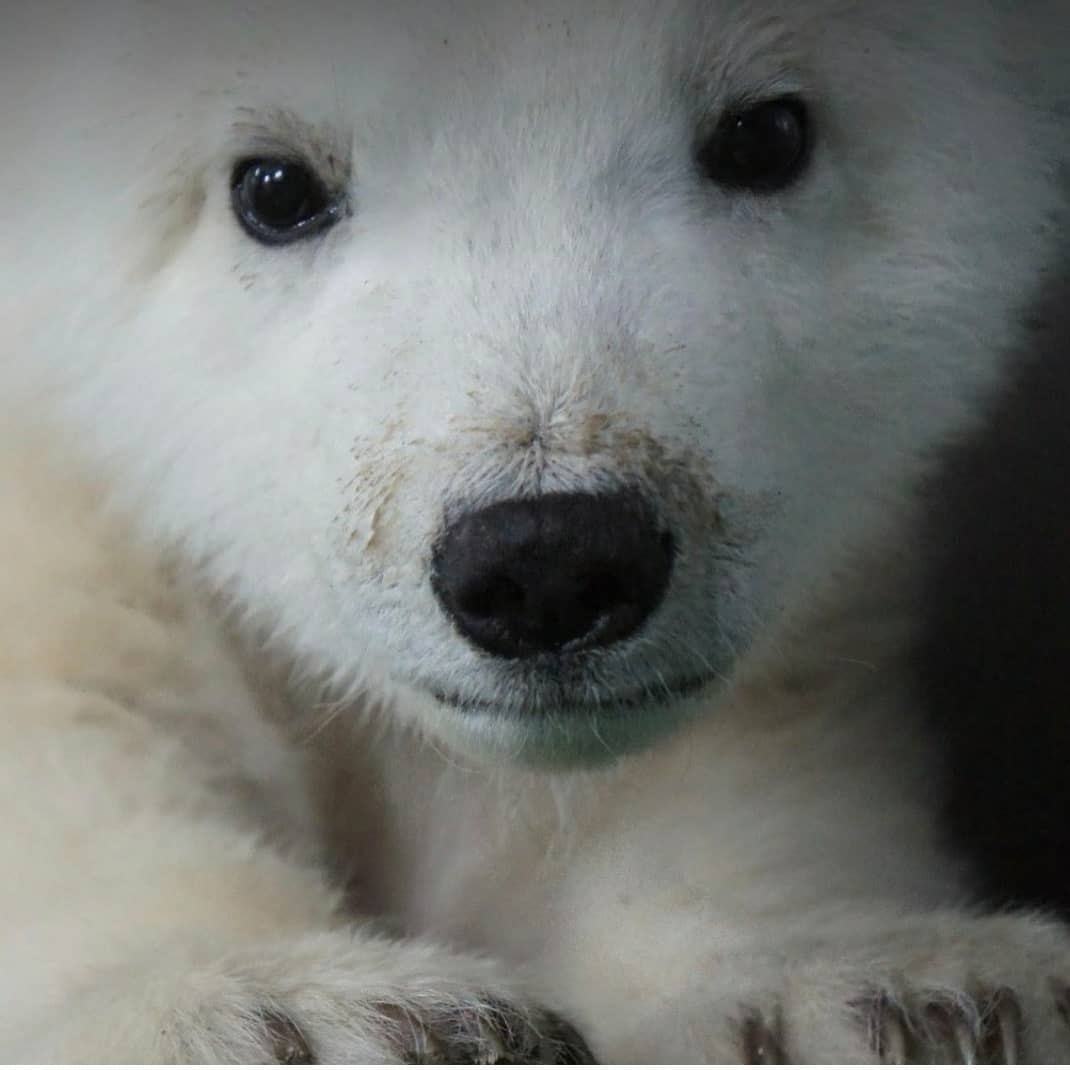 Завтра медвежонок Колыманы впервые выйдет из берлоги