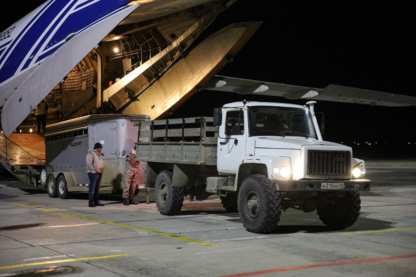 В Якутию прибыла четвёртая по счёту партия канадских бизонов