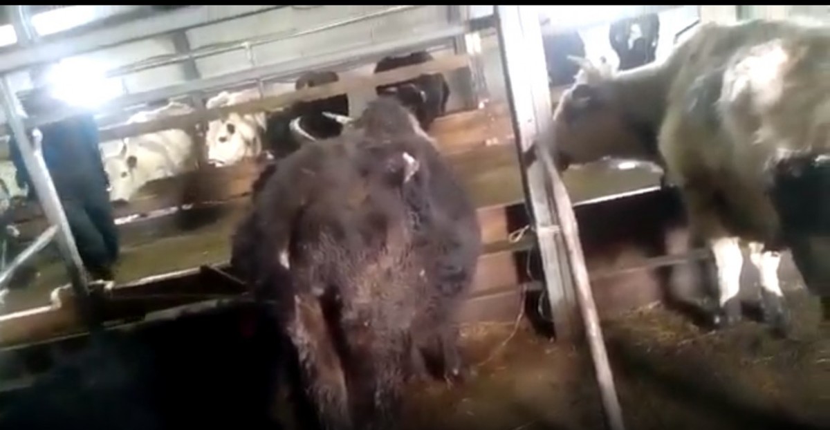 В соцсетях рассылается видео с голодными якутскими коровами