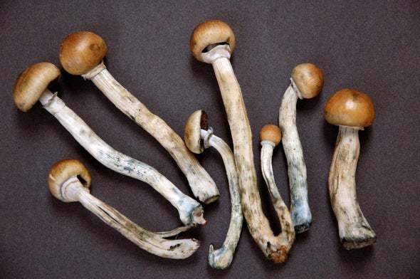 Якутянка обвиняется в выращивании галлюциногенных грибов