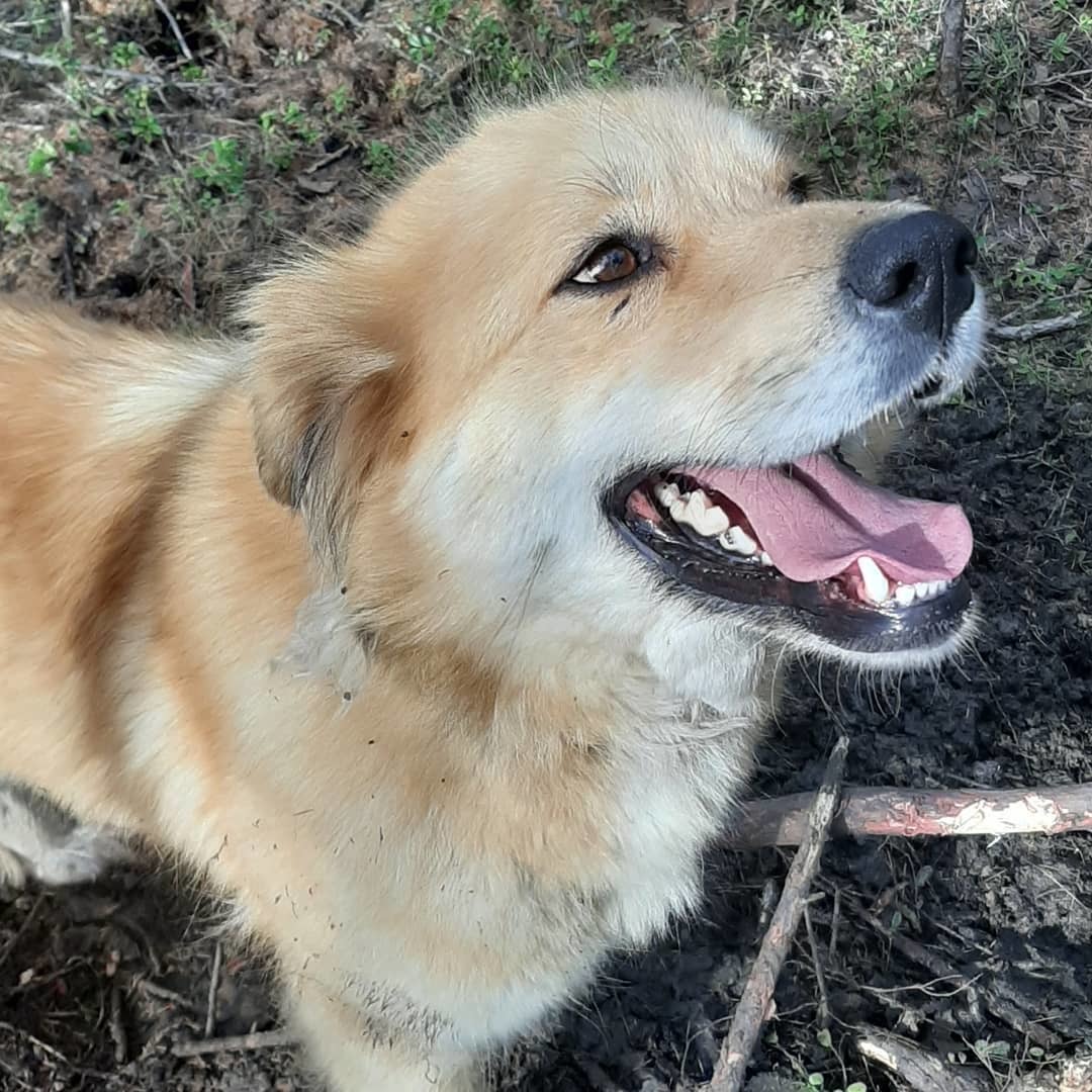 "Бедный пес смотрел умоляюще", - якутянка обнаружила в лесу  привязанную собаку