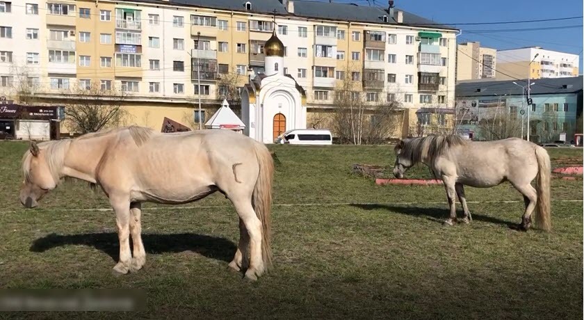 Видеофакт: "Окаменевшие" лошади на площади Победы в Якутске