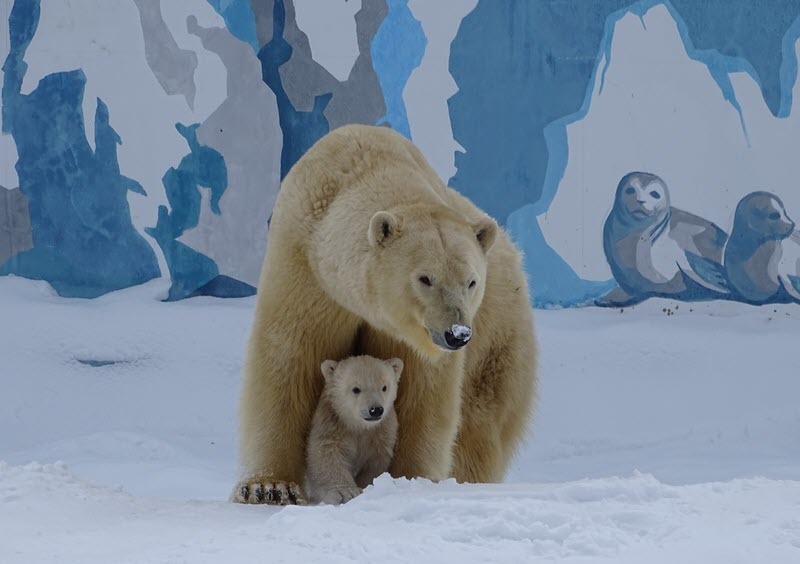 Объявлен конкурс на выбор имени для белого медвежонка, родившегося в "Орто Дойду"