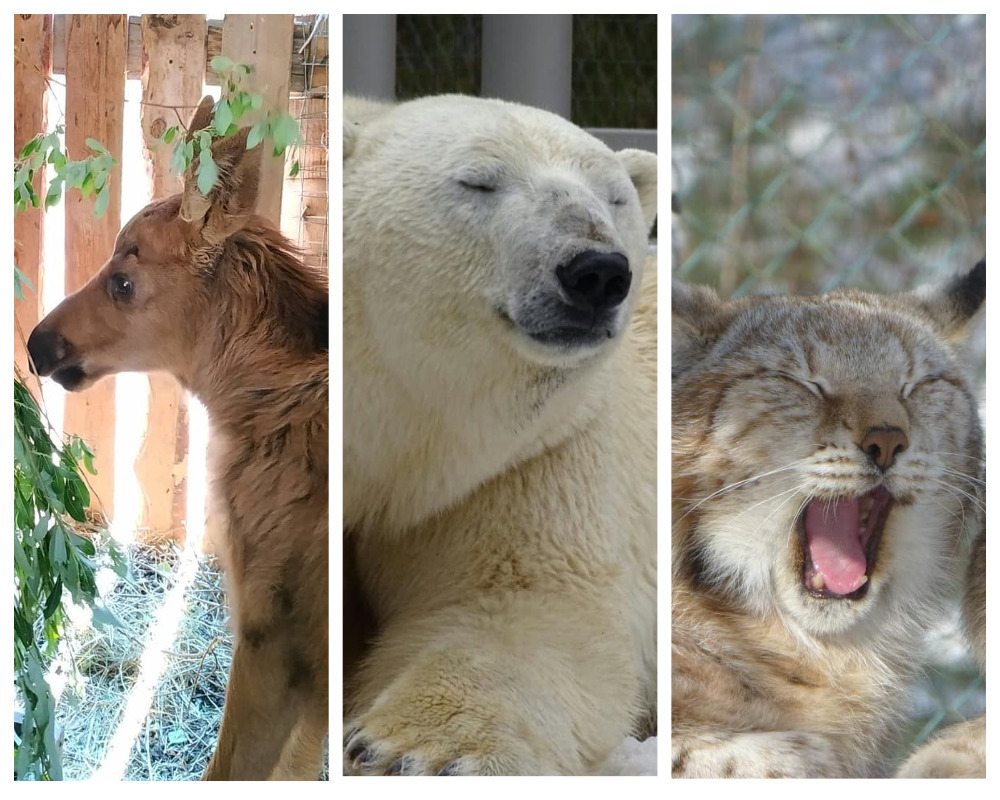 Якутский зоопарк "Орто Дойду" просит помощи