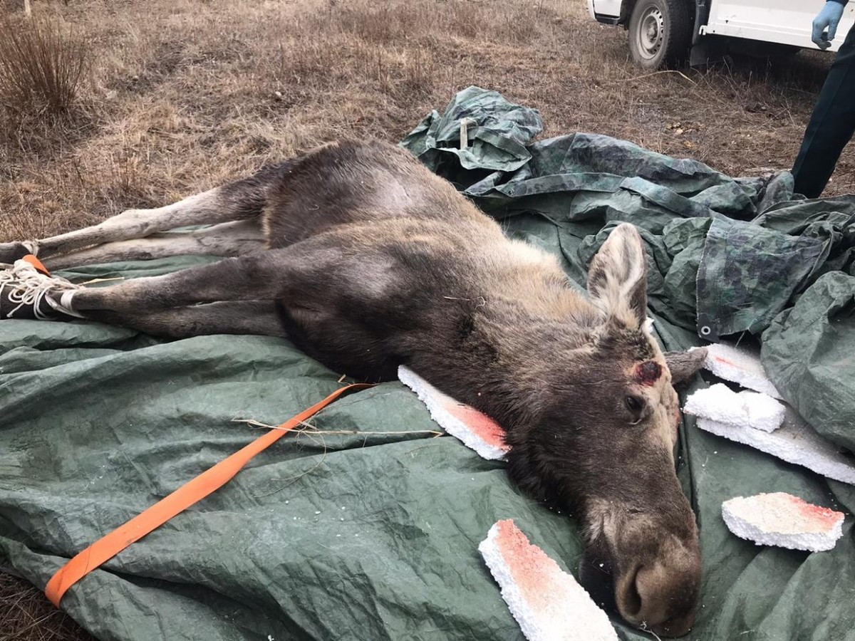 "Слухи об убийстве спасенного лося - фейк". Об этом заявили в Якутском комитете охраны природы
