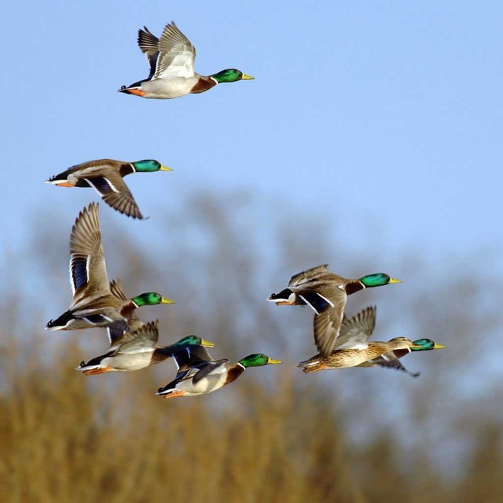 "Я принял решение разрешить весеннюю охоту на территориях, где не действует режим карантина", - Айсен Николаев