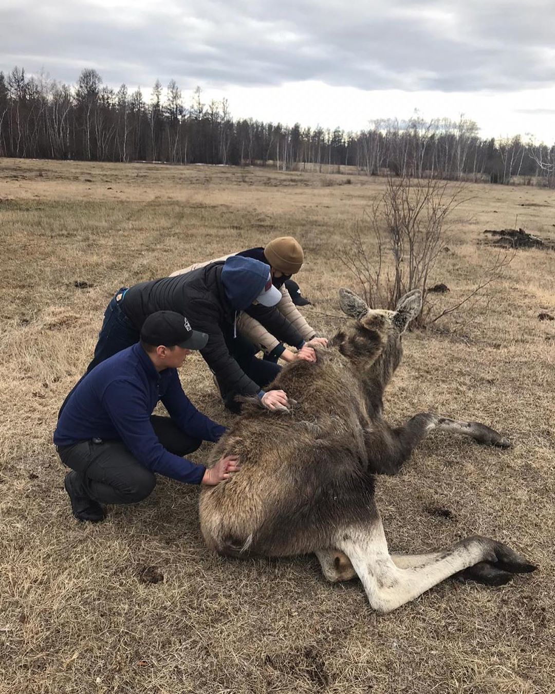 Лося, забредшего в Якутск, поймали и отпустили на волю