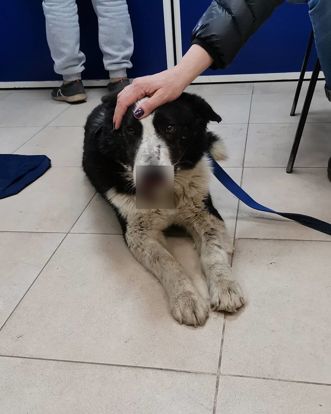 В Якутске спасли собаку с отрезанным носом