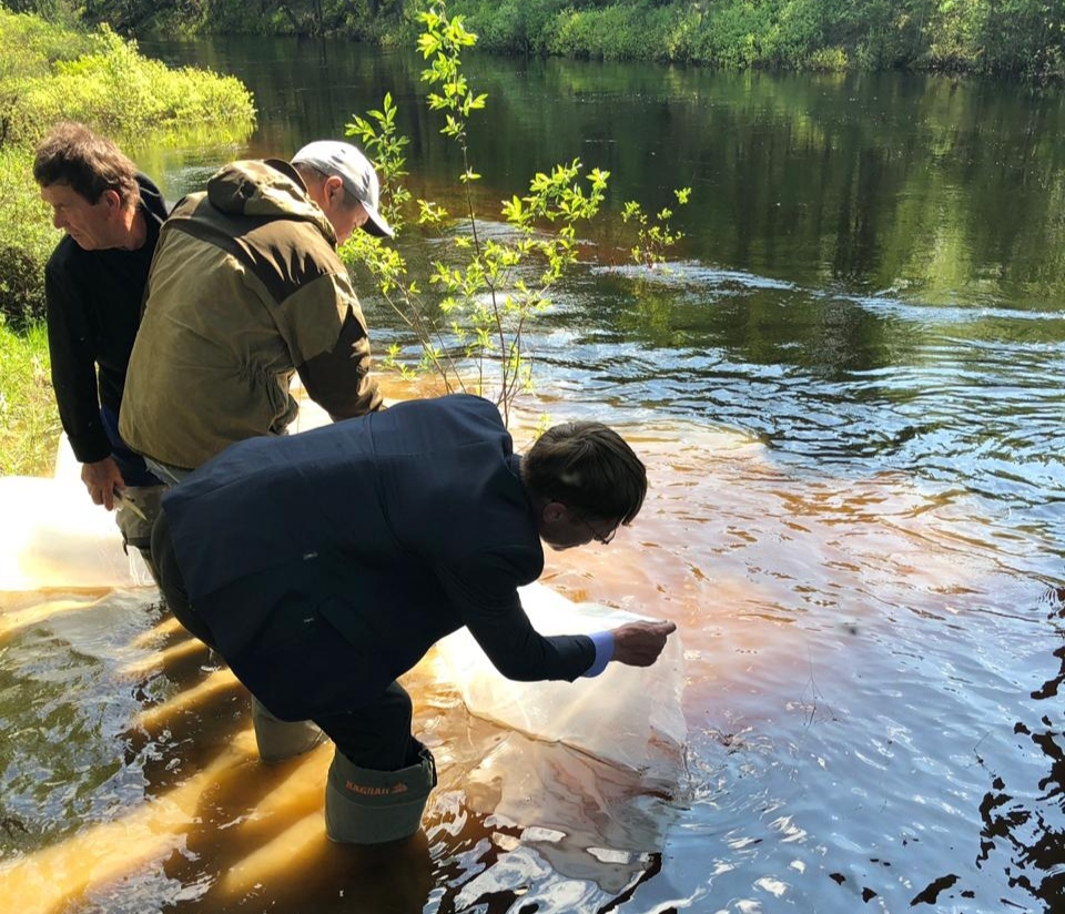 Рыбы от "Водоканала" не будет