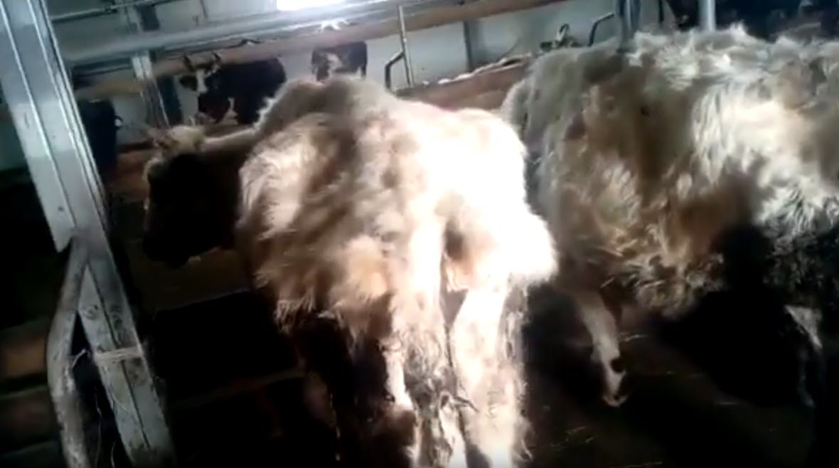 "Коровы пережили непростую зиму из-за неправильной заготовки кормов", - источник