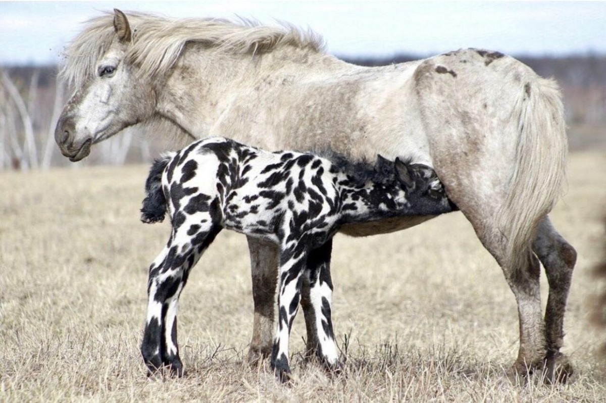 Фотофакт: Под Якутском родился жеребенок с пятнистым окрасом