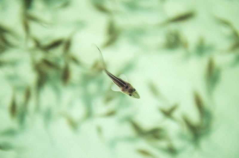 ЯТЭК выпустила более 237 тысяч мальков пеляди в реку Аннях