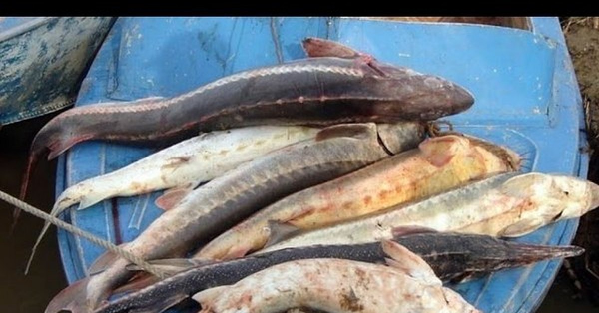 Житель Якутии заплатит за  рыбалку 10 млн рублей