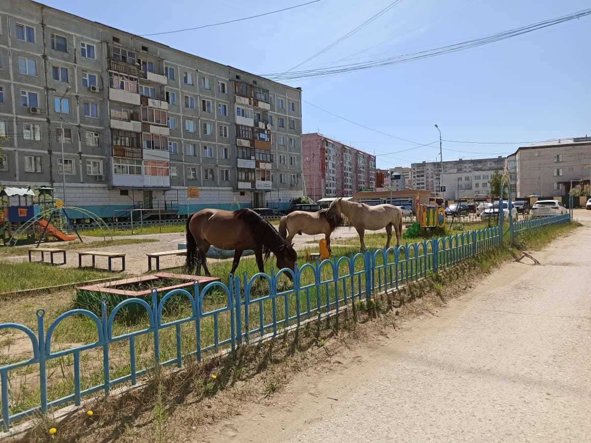 Фотофакт: Лошадки в 202-м мкрн оккупировали детскую площадку