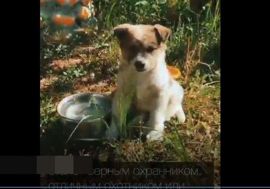 Видеофакт: Чудесная история спасения собаки в Якутии