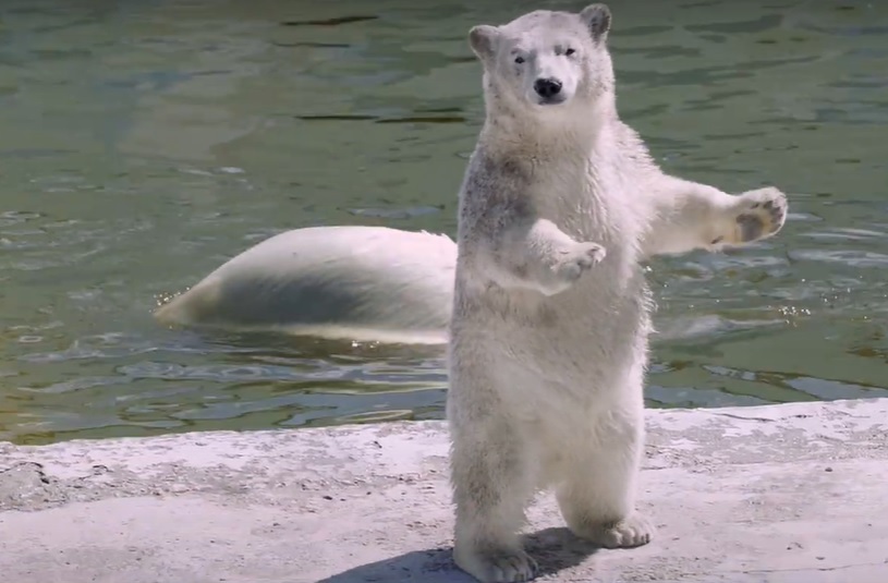 В «Хрониках коронавируса» показали, чем живет зоопарк «Орто Дойду» без посетителей