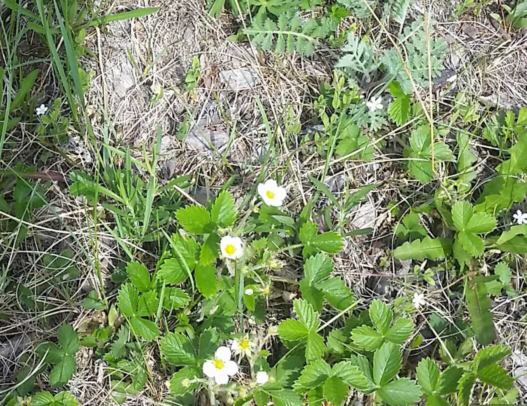 В Амгинском улусе появились цветы земляники