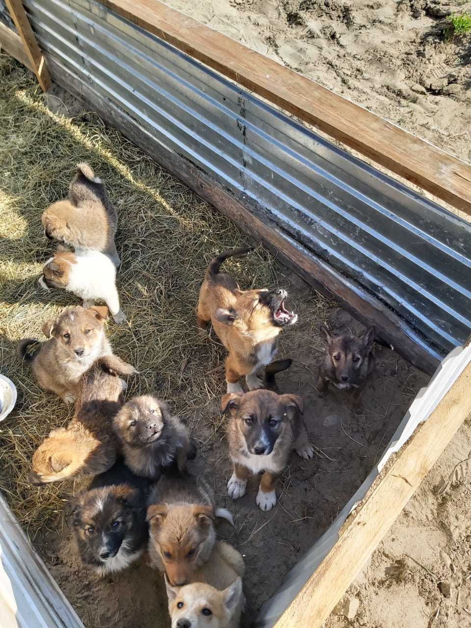 Пункт передержки безнадзорных животных Якутска благодарит за помощь спонсоров и дарителей