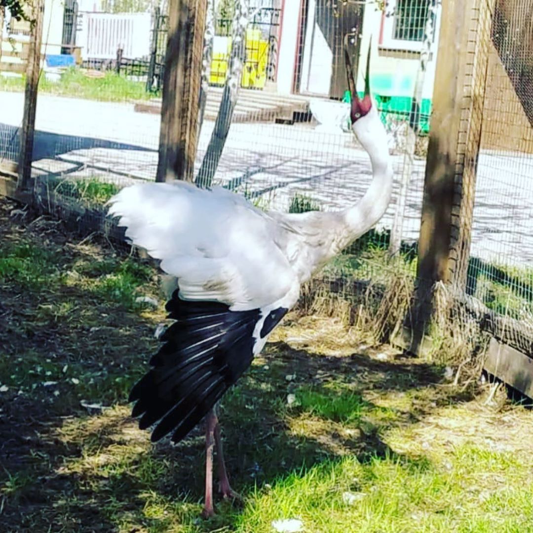 Айсен Николаев оказал помощь двум стерхам
