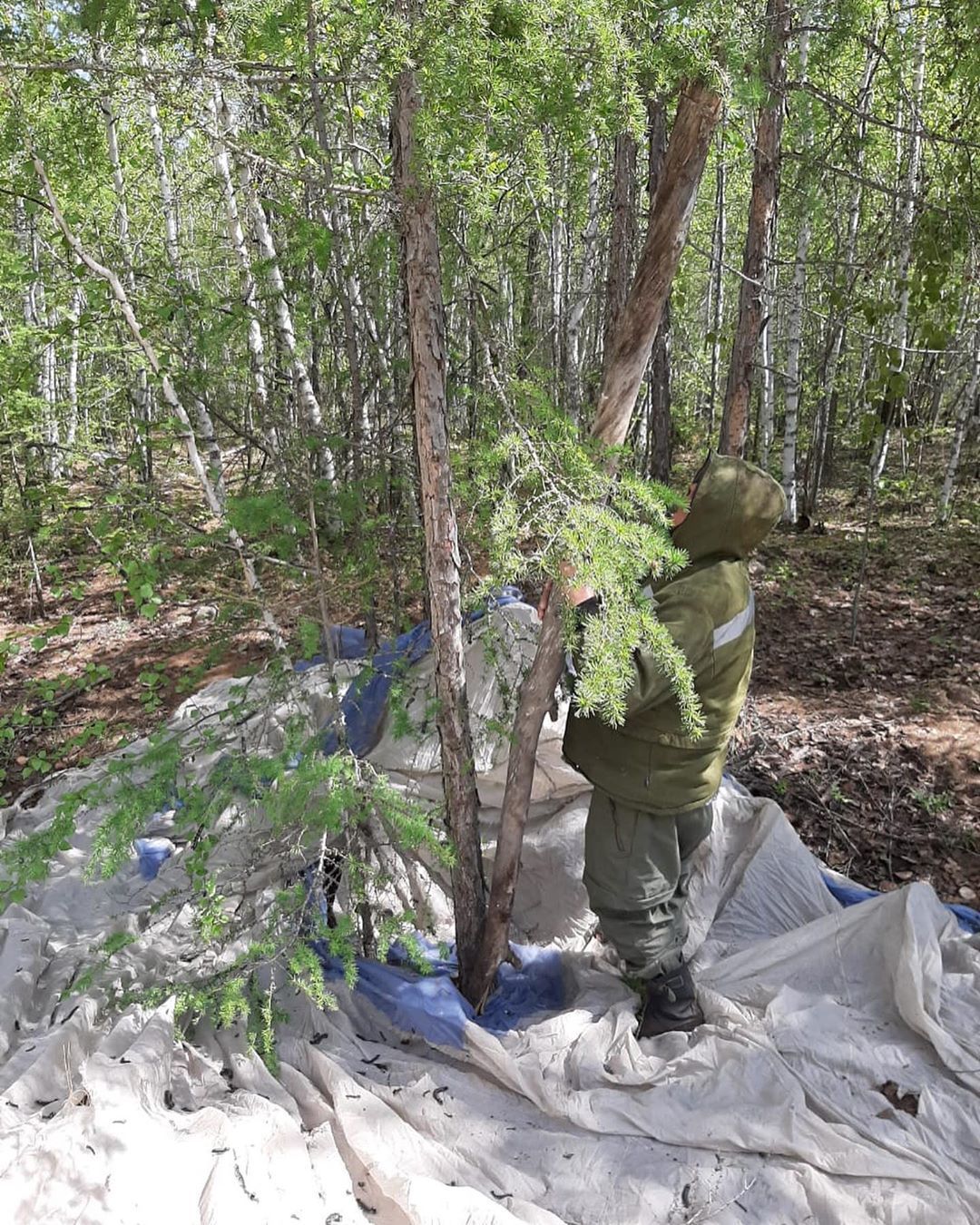 Минэкологии Якутии: обследования подтвердили наличие сибирского шелкопряда