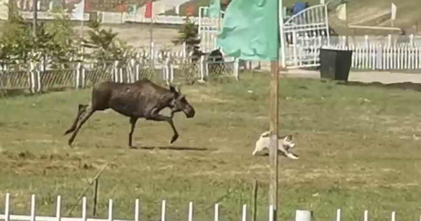 Чурапчинцы посчитали прогулку лося в центре села хорошим знаком свыше и благосклонностью Байаная