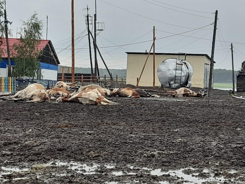 Фотофакт: 11 коров убило током в нюрбинском селе