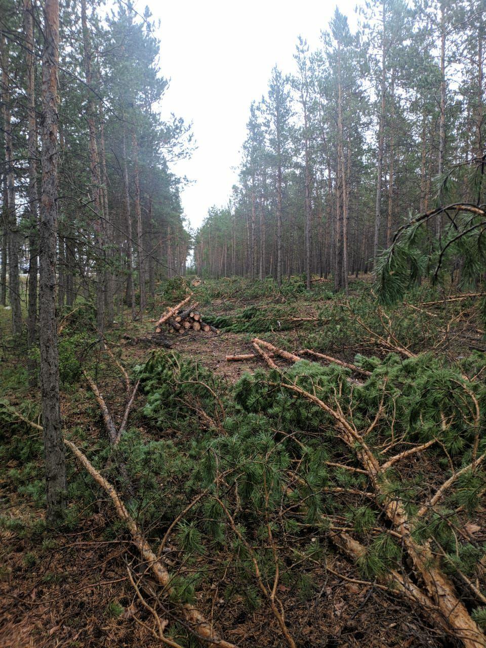 Мэрия Якутска: Вырубка леса на Окружном шоссе законна