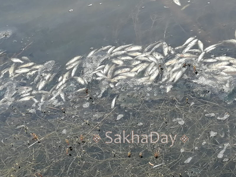 Фотофакт: В нюрбинском озере всплыла мертвая рыба