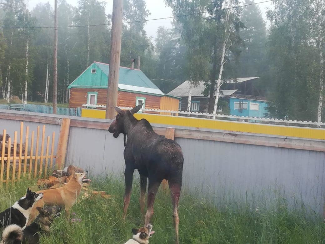 Видеофакт:  В Амгинском улусе стая собак загнала лося во двор частного дома. Ему удалось убежать в лес