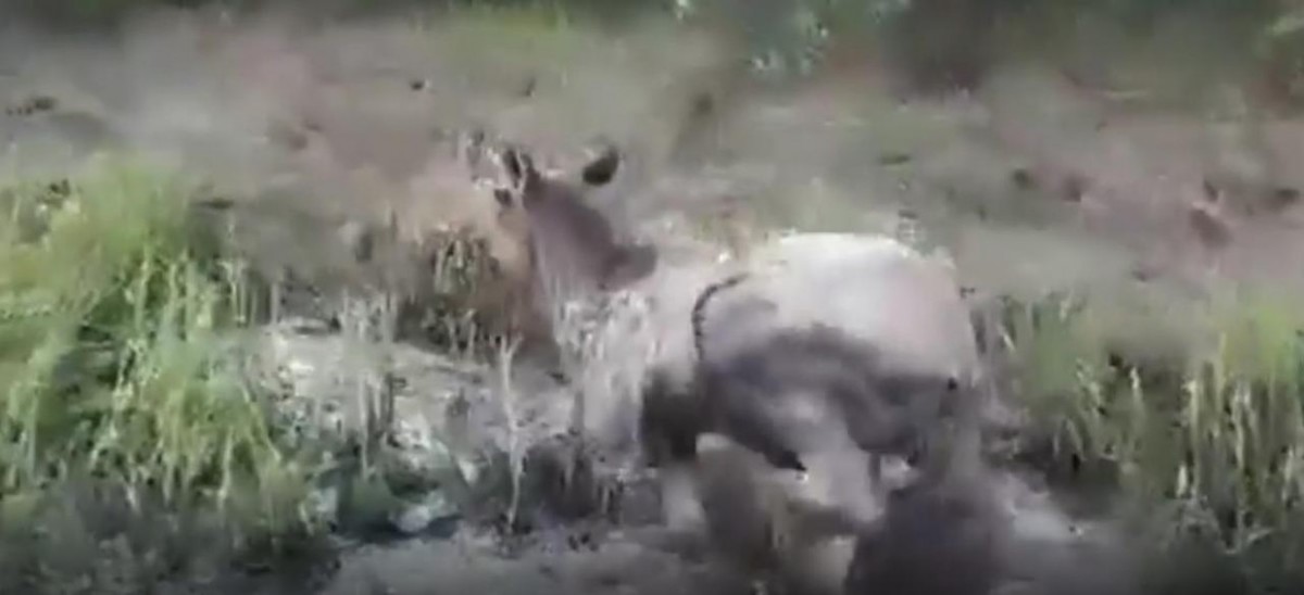 Рен-ТВ: Жители Якутии ради красивого видео загнали лося в ил и уплыли (видео)