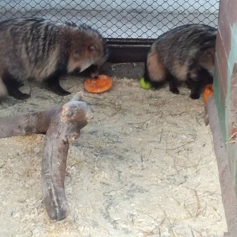 В зоопарке "Орто Дойду" опровергли информацию об умерших на глазах посетителей животных
