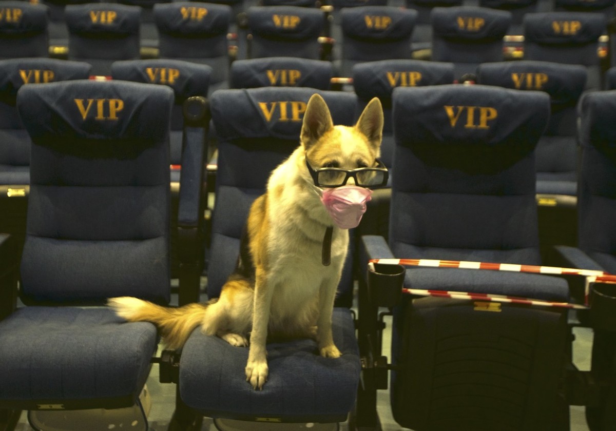 Видеофакт: В кинотеатре Якутска прошел первый в России кинопоказ для собак