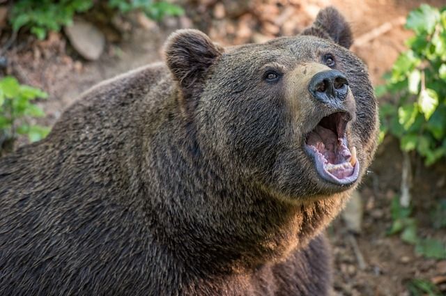 "Главное, не бегите!". В Якутии медведи шли по пятам за подростками несколько километров