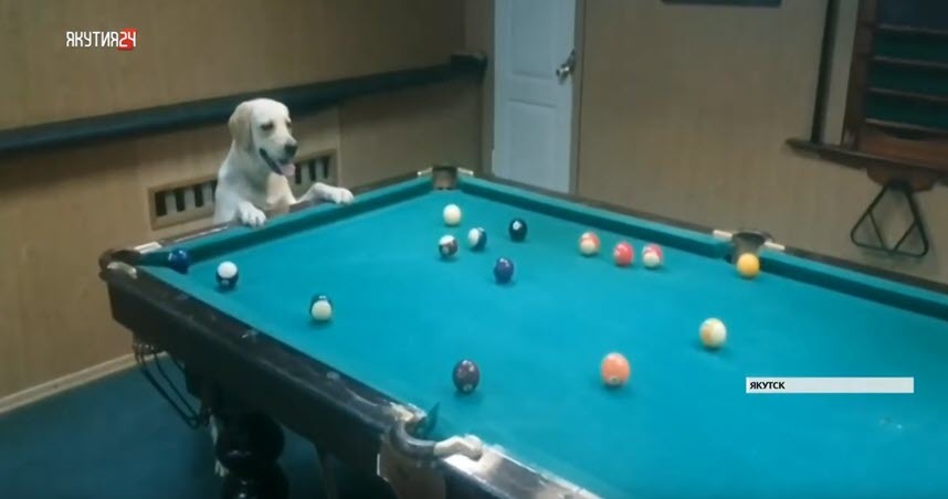 Кинолог из Якутска научил свою собаку играть в бильярд