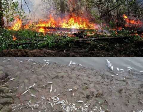 Информация о массовой гибели рыбы в озере Уулаах Среднеколымского района не подтвердилась