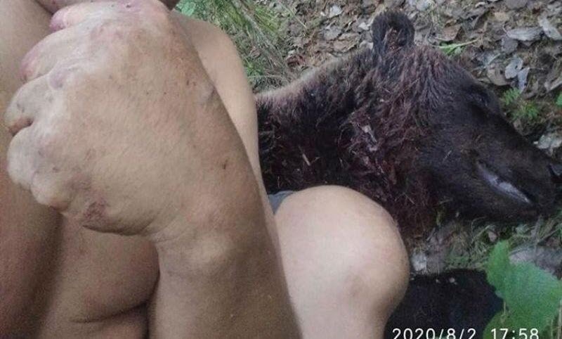 "Медведя в Алдане застрелили",   - в Алданском комитете охраны природы опровергли историю о якутянине,  убившем медведя ножом