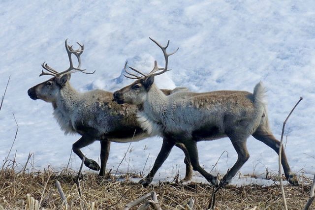 1,6 млн рублей будет взыскано с двух жителей Саскылаха за охоту на диких оленей