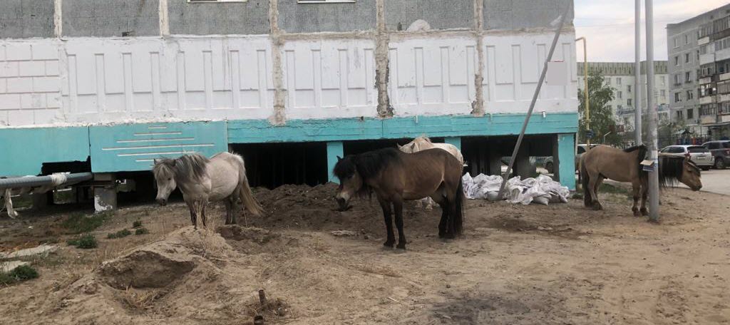 В Якутске планируют организовать специальное место для безнадзорных лошадей