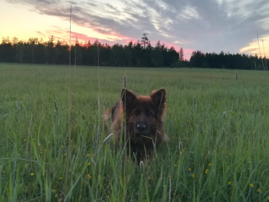 В Якутии служебная собака по кличке Галатея помогла полицейским раскрыть кражу по горячим следам