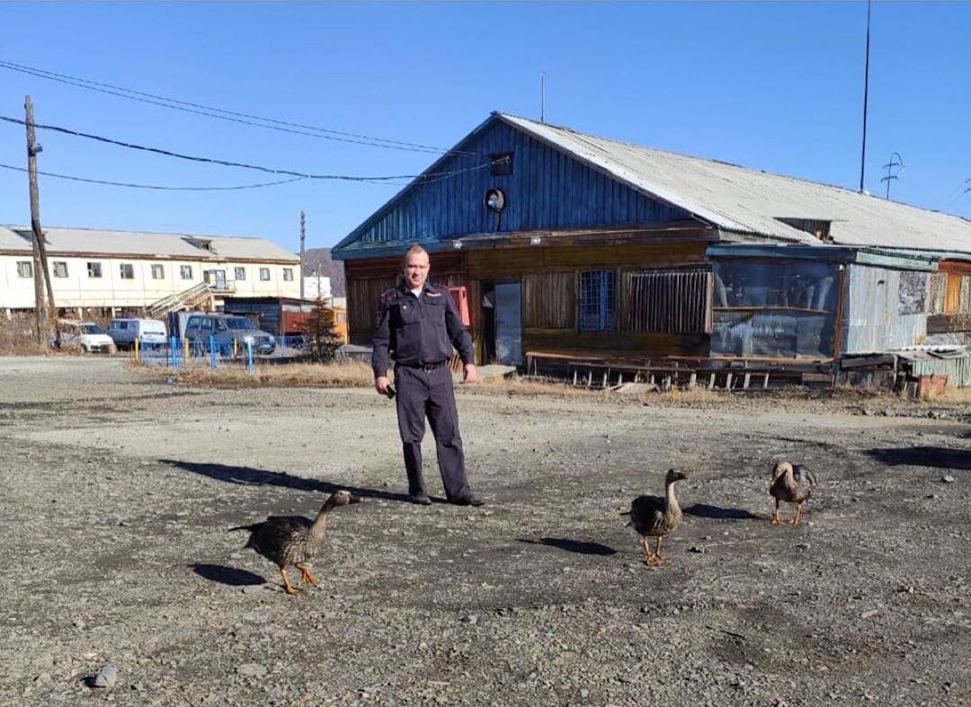 Якутский полицейский приручил диких гусей  ⠀