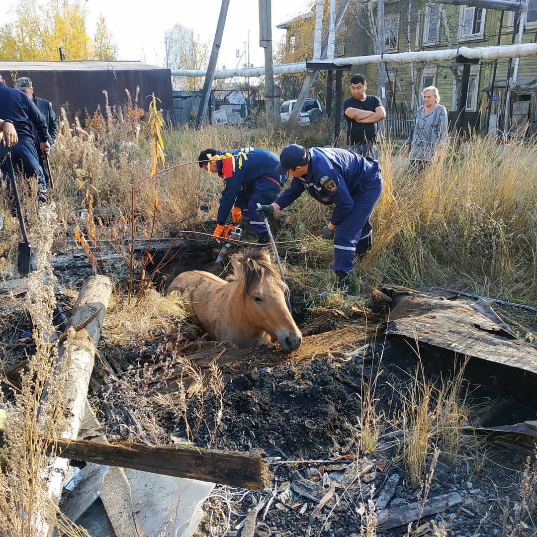 В Якутске спасатели вытащили из ямы застрявшую лошадь