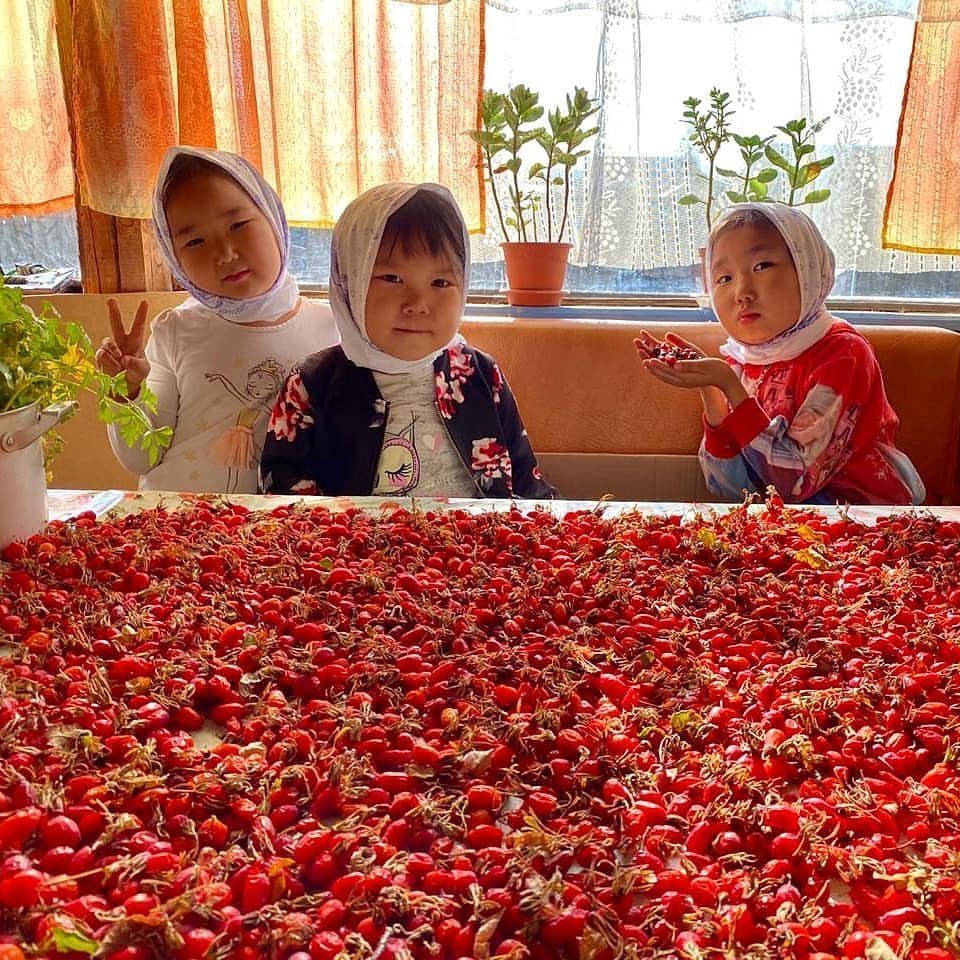 Дары якутского лета. Якутяне делятся в соцсетях фотографиями собранных ягод